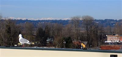 110 Cedar Ave Unit 302 Unit 302 Snohomish WA 98290