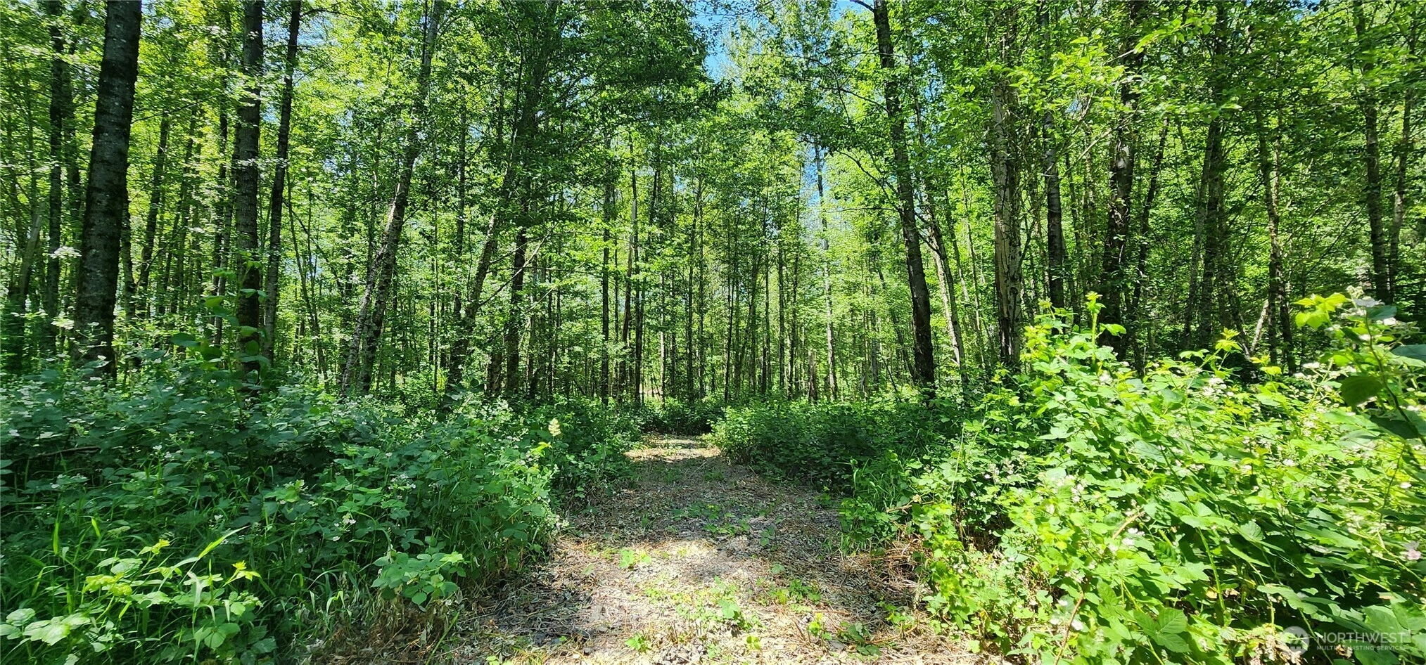1230 Silverbrook Rd Randle WA 98377