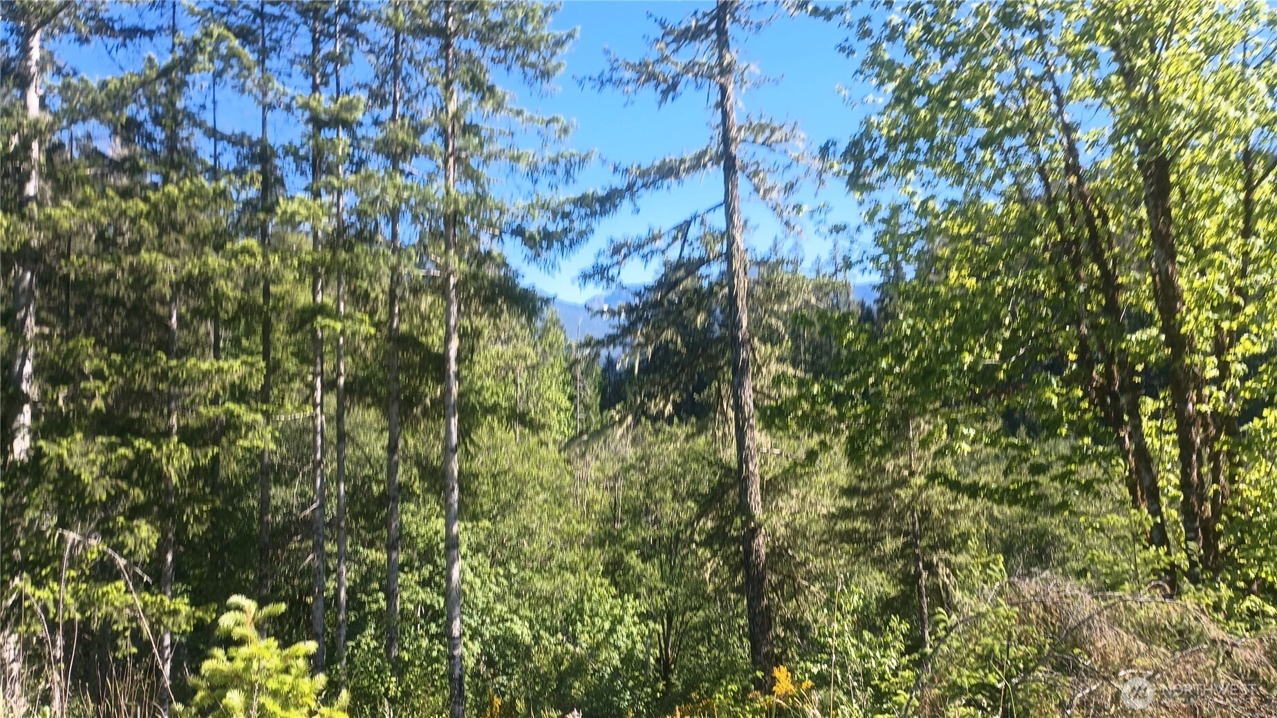 735 Carr Rd Randle WA 98377