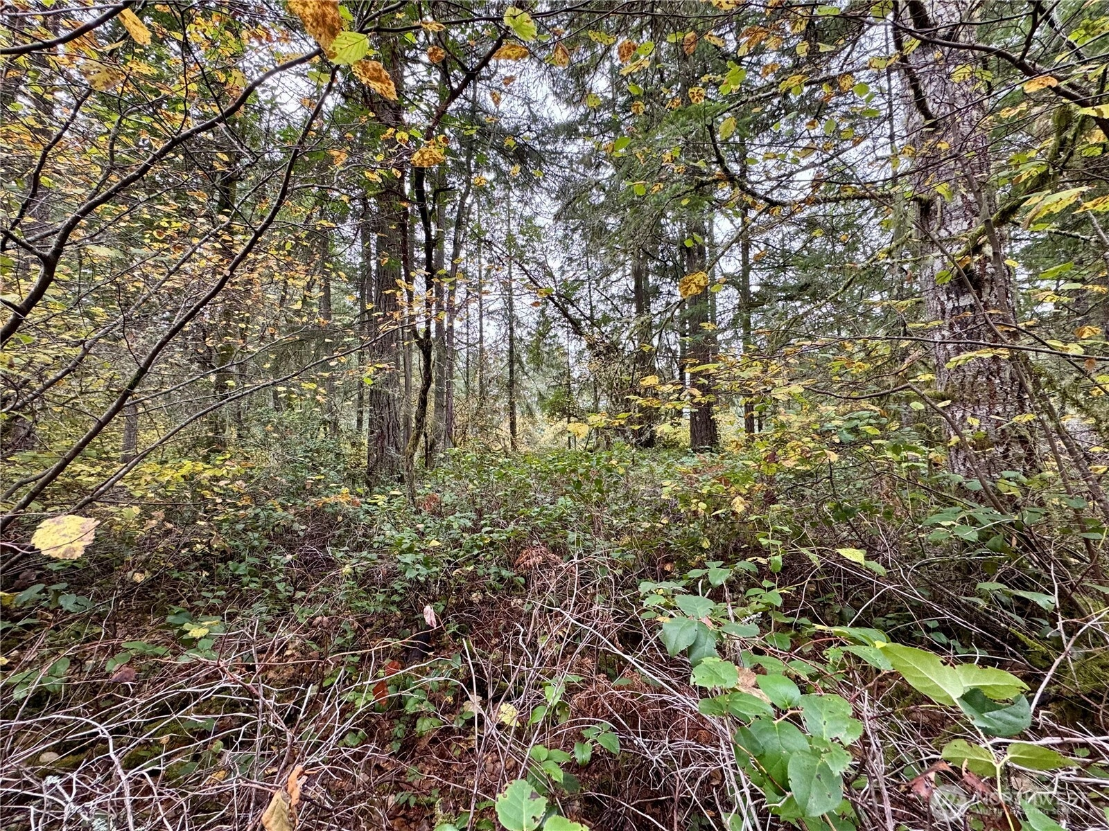 10824 Madrona Drive Unit  Anderson Island WA 98303