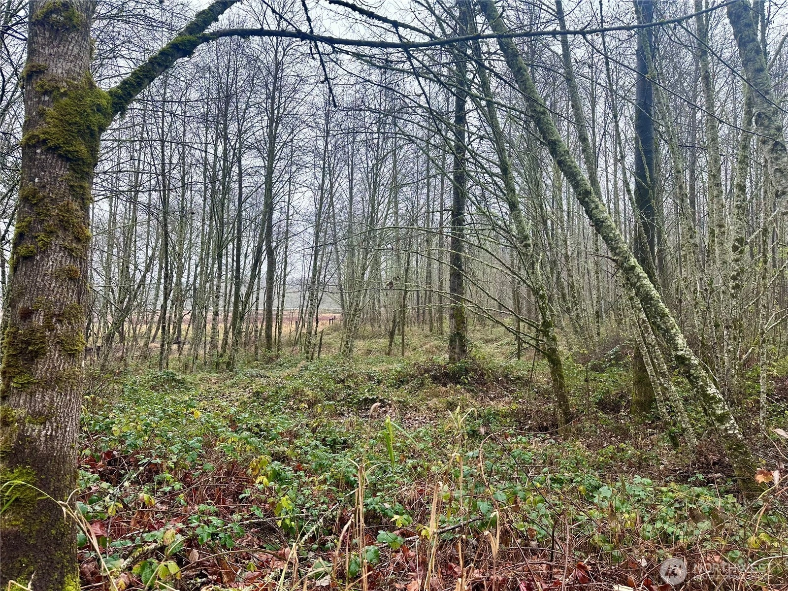 1230 Silverbrook Rd White Pass WA 98937