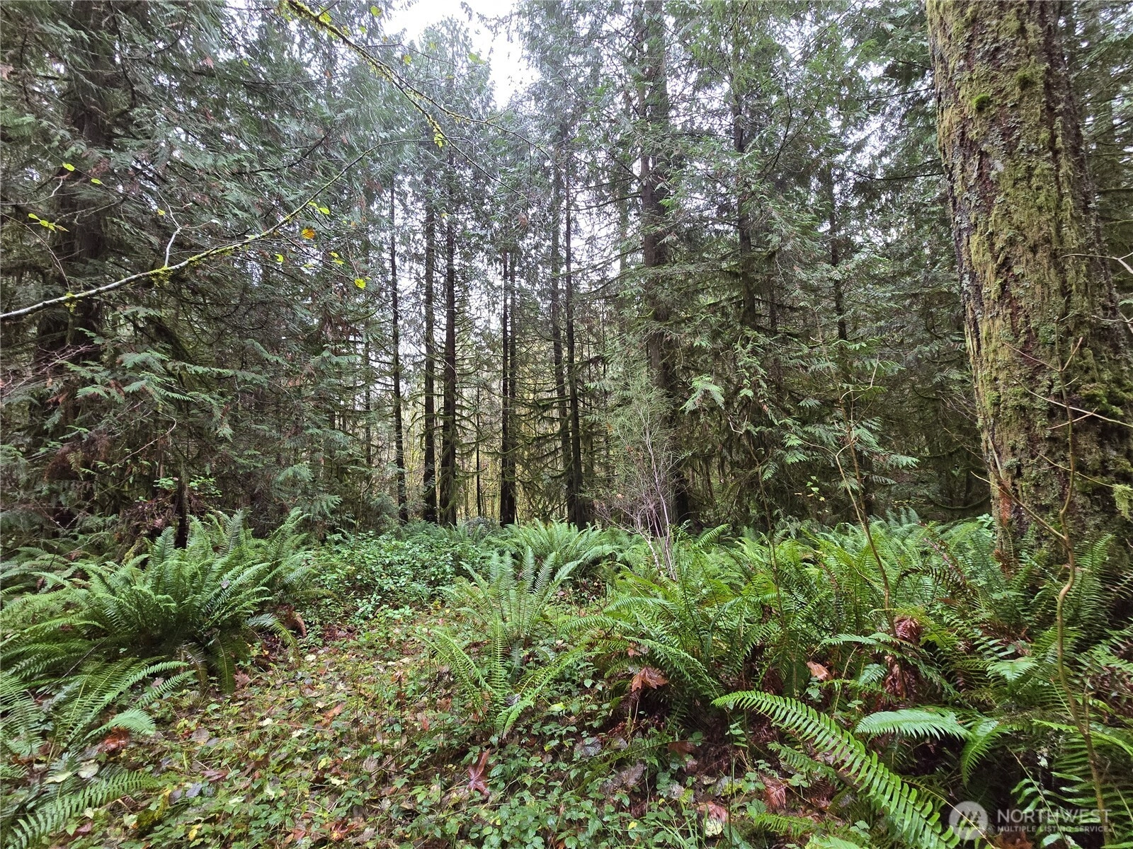 245 Cousins Rd Chehalis WA 98532