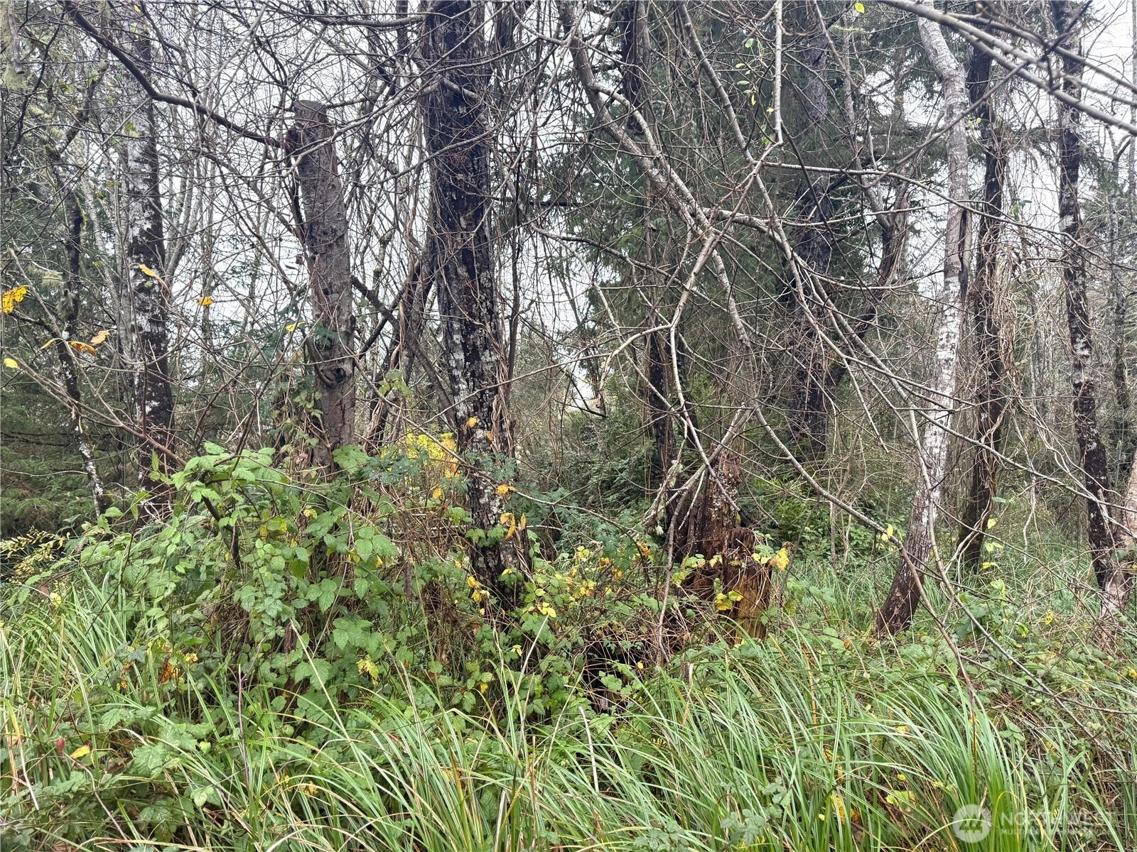 294 XX S Ln Unit  Ocean Park WA 98640