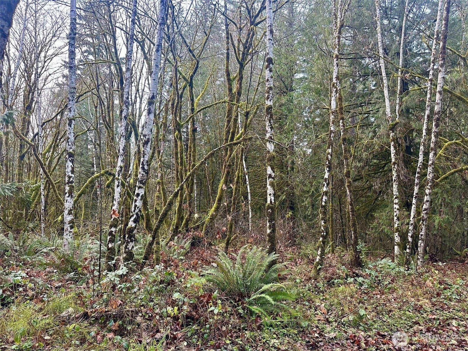 221 SE Lagoon Ln Shelton WA 98584