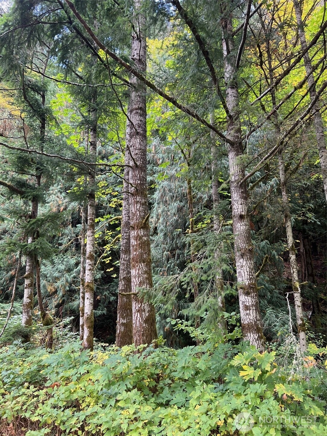 Us Hwy 12 Unit  White Pass WA 98377