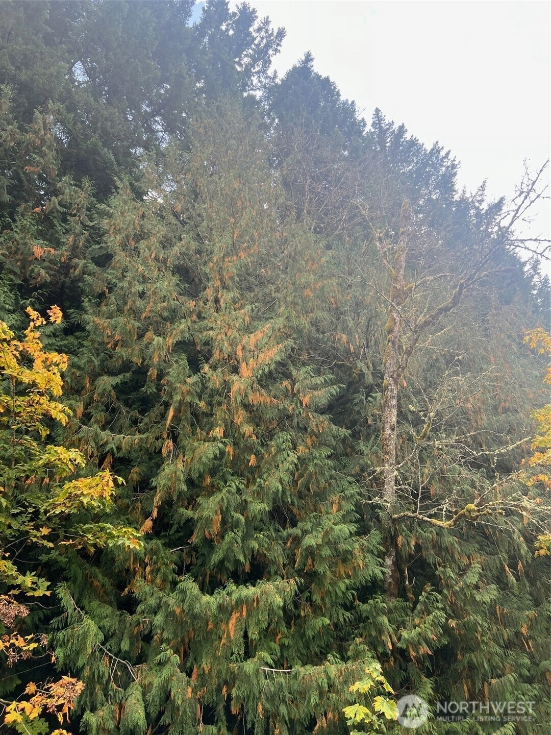 Us Hwy 12 Unit  White Pass WA 98377