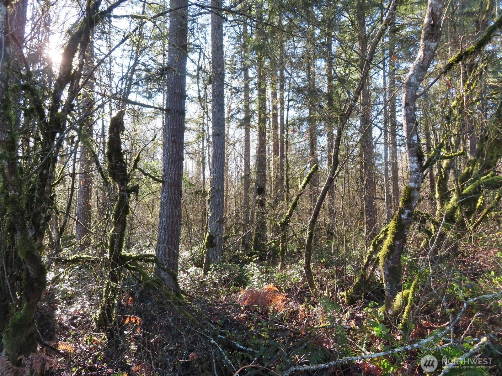 115 Campground Ln Winlock WA 98596