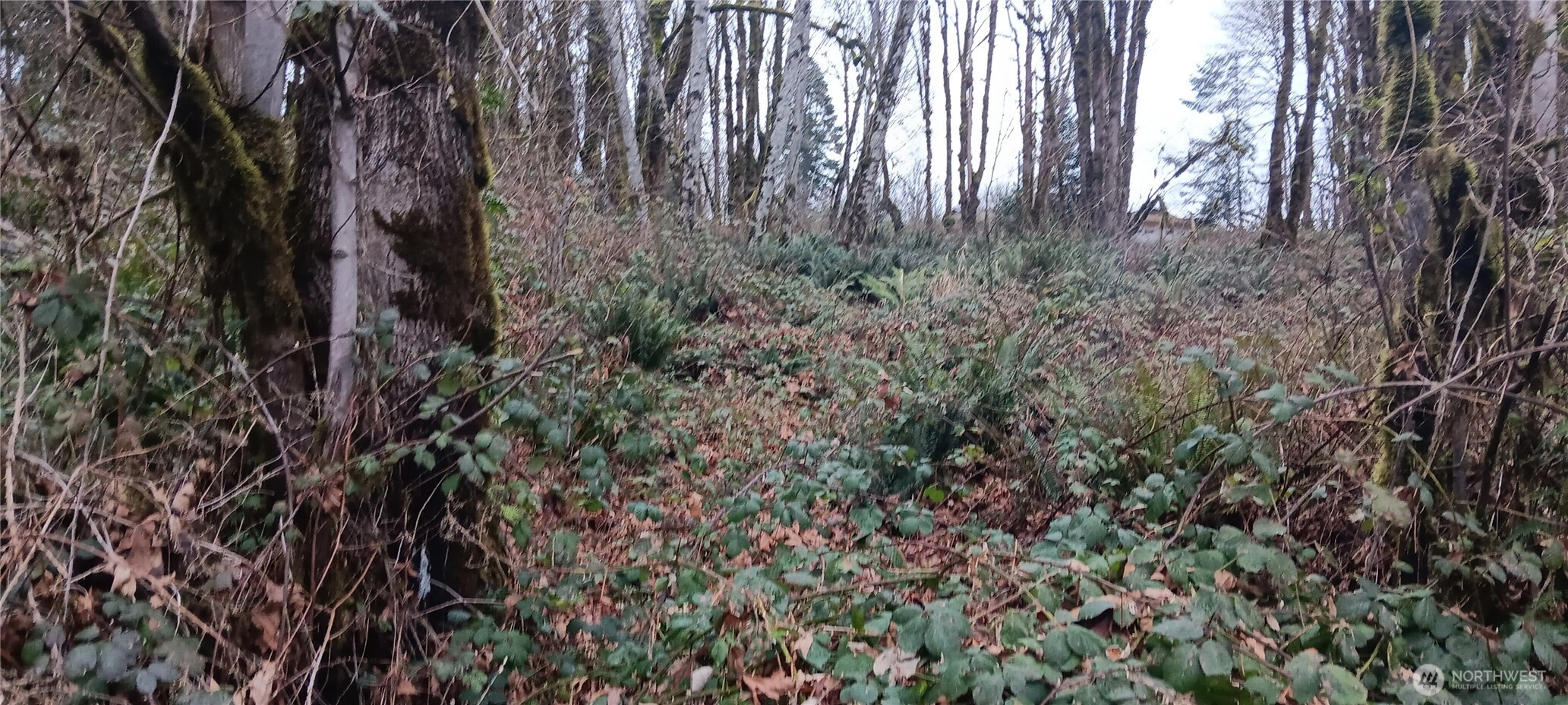 W County Line Rd McCleary WA 98557