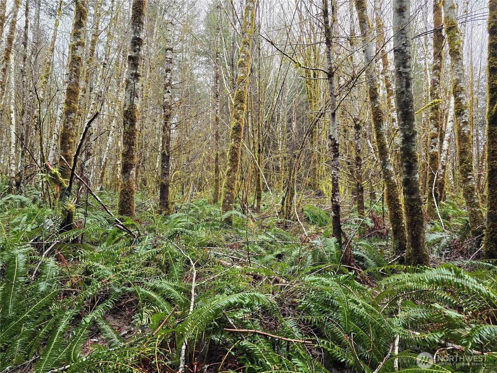 0 Lot 4 W Elk Hill Rd Unit  Elma WA 98541