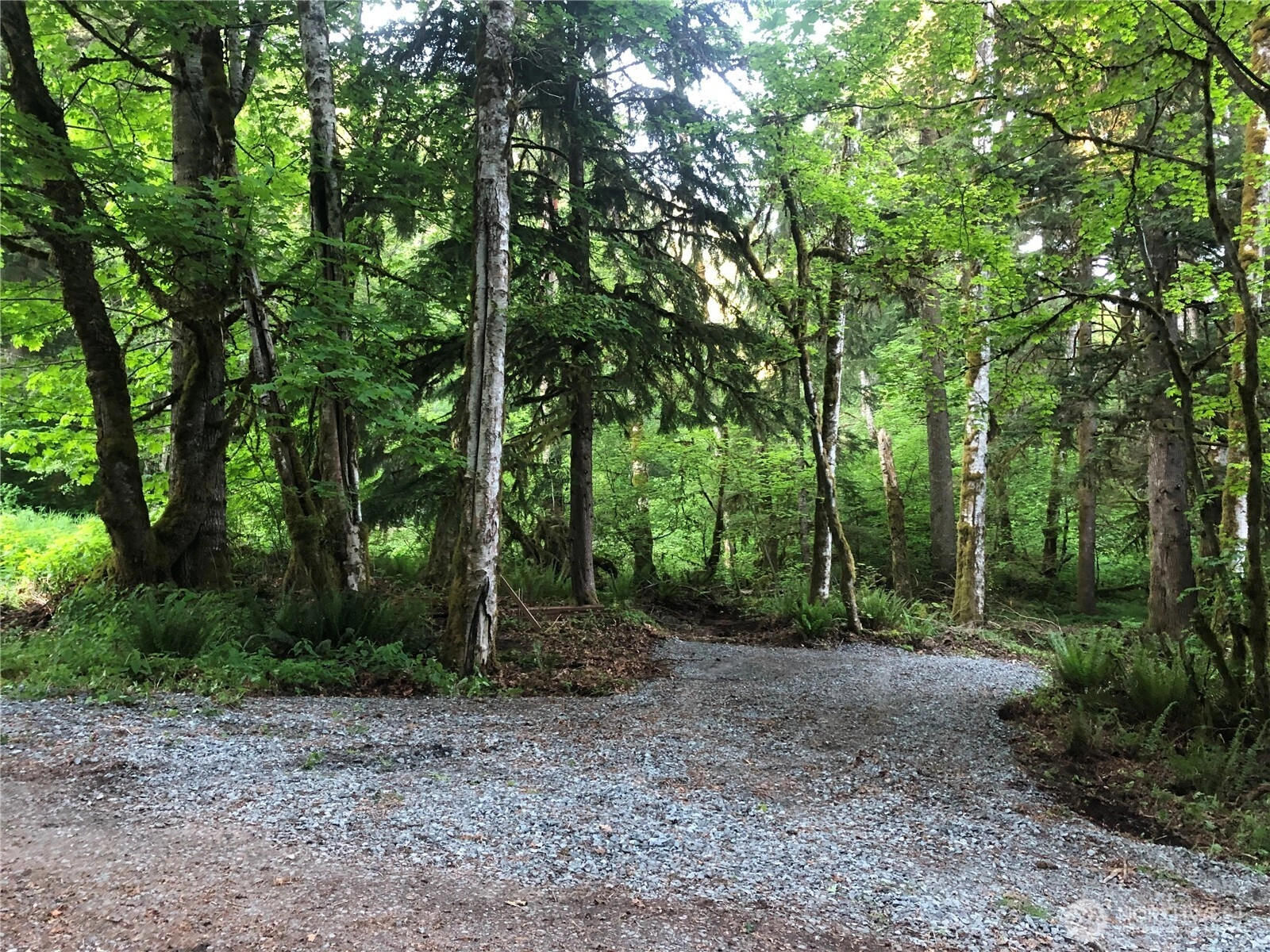 31704 Mount Tahoma Canyon Rd Ashford WA 98304
