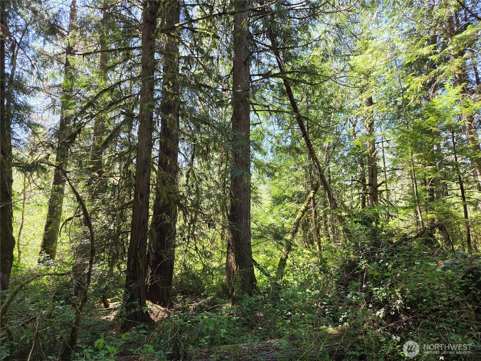 Falls Rd Randle WA 98377