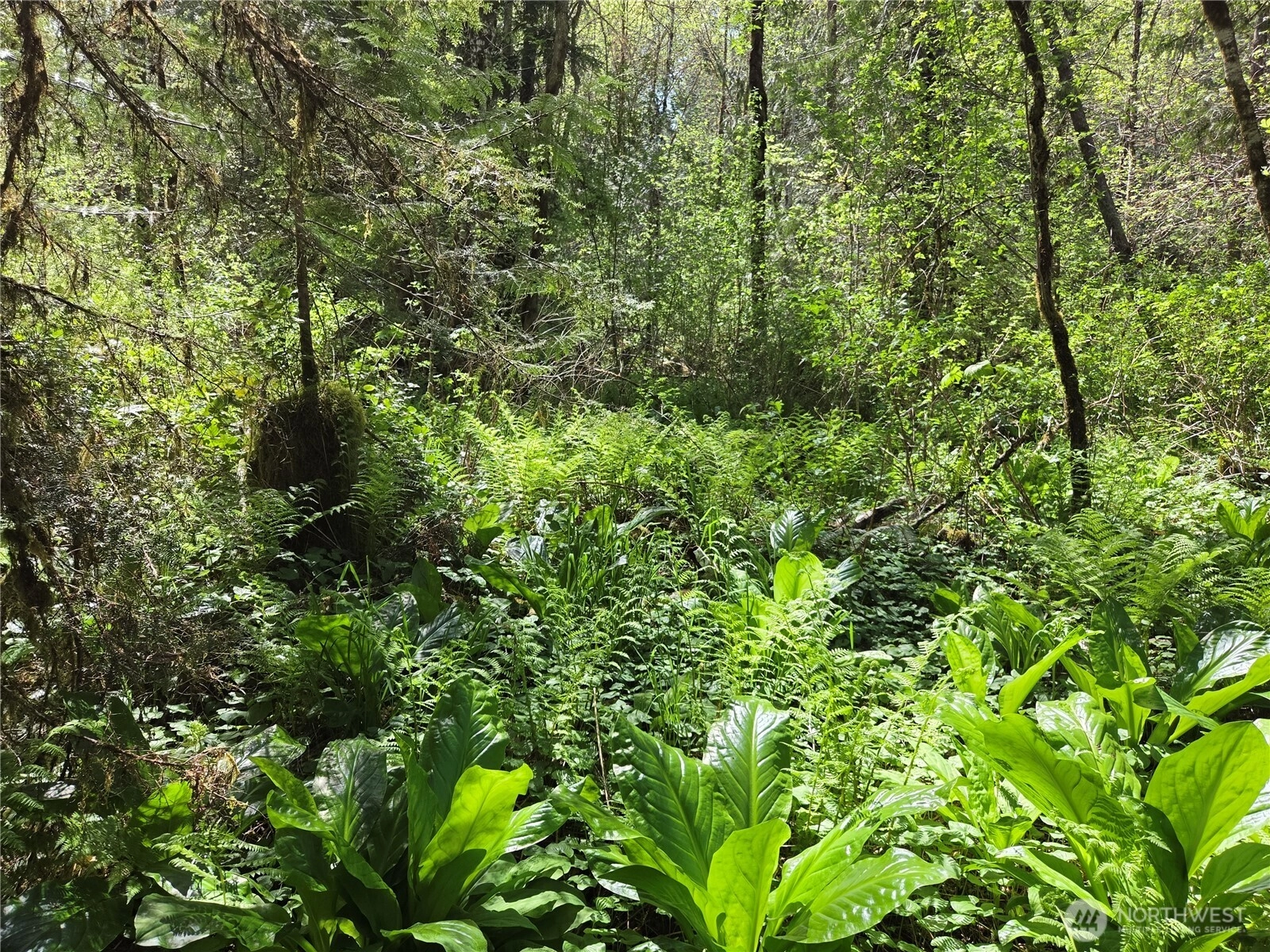 Falls Rd Randle WA 98377
