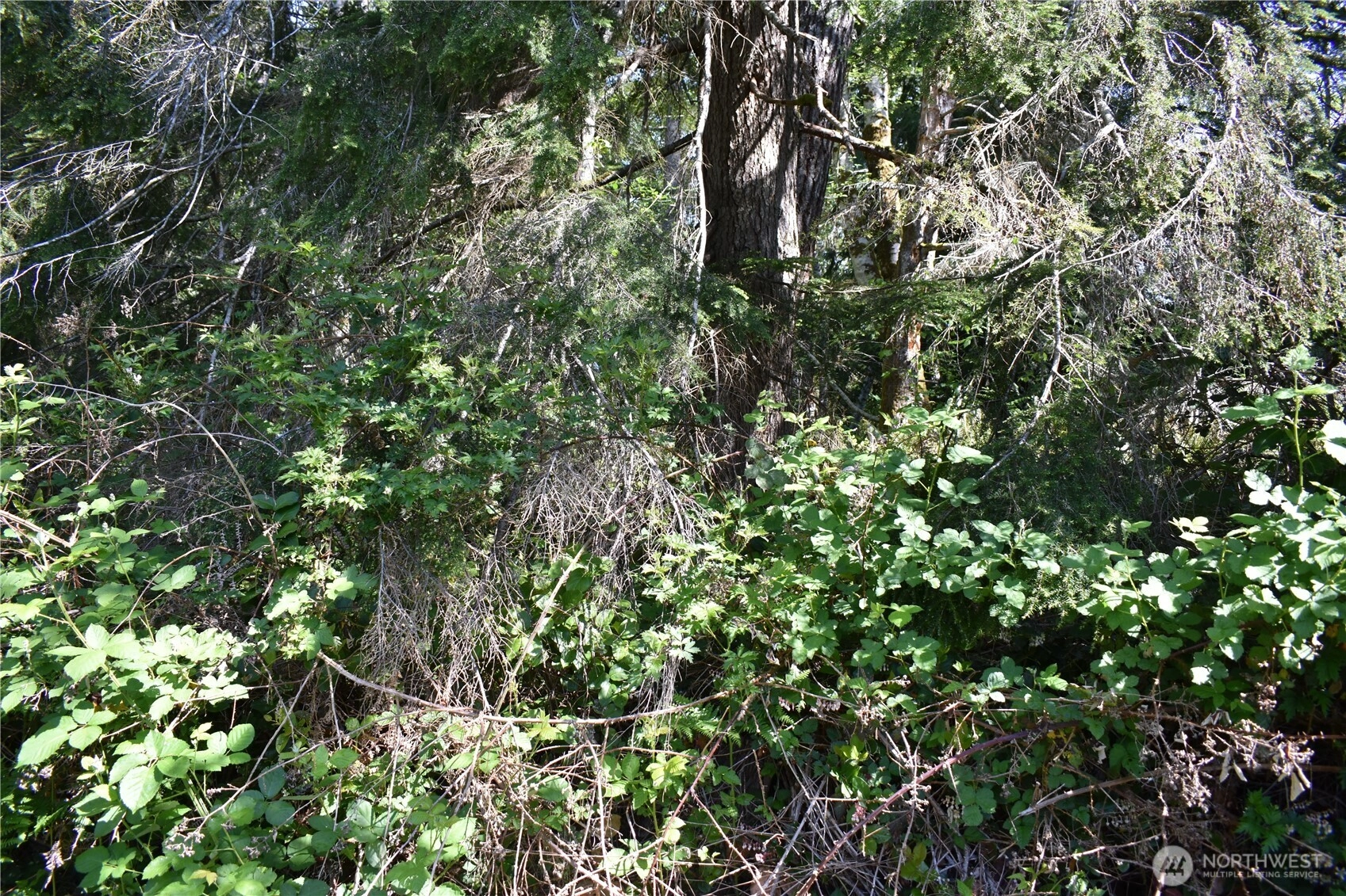 130 W Satsop Dr Elma WA 98541